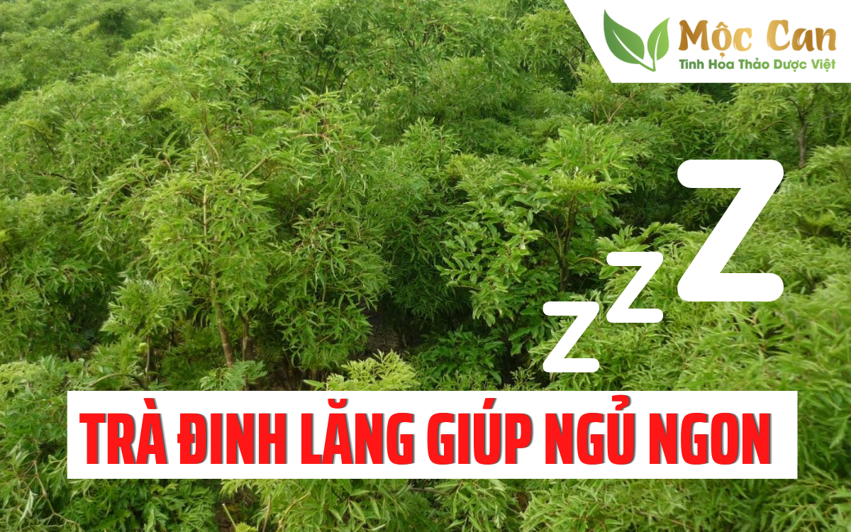 Trà đinh lăng giúp ngủ ngon 1